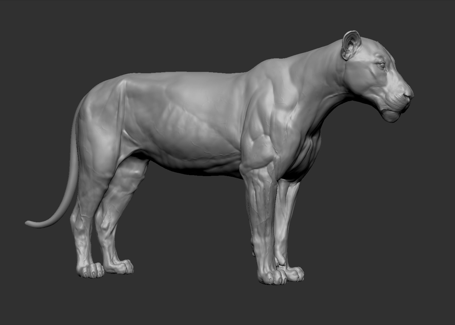 Lion Big Cat Model - TurboSquid 1214399