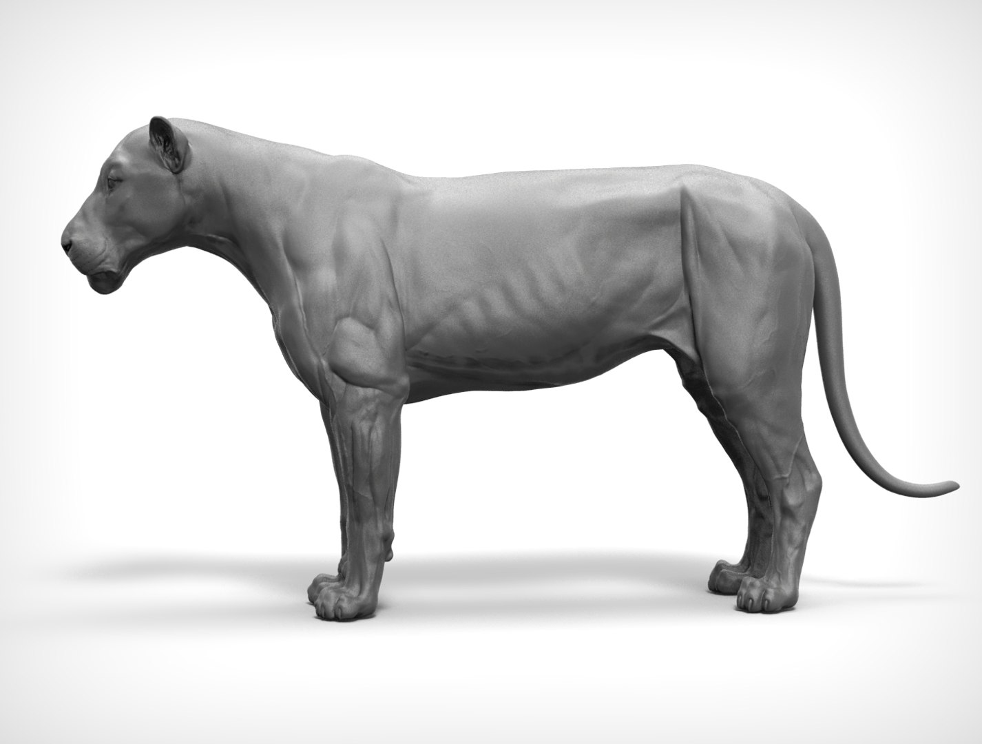 Lion Big Cat Model - TurboSquid 1214399