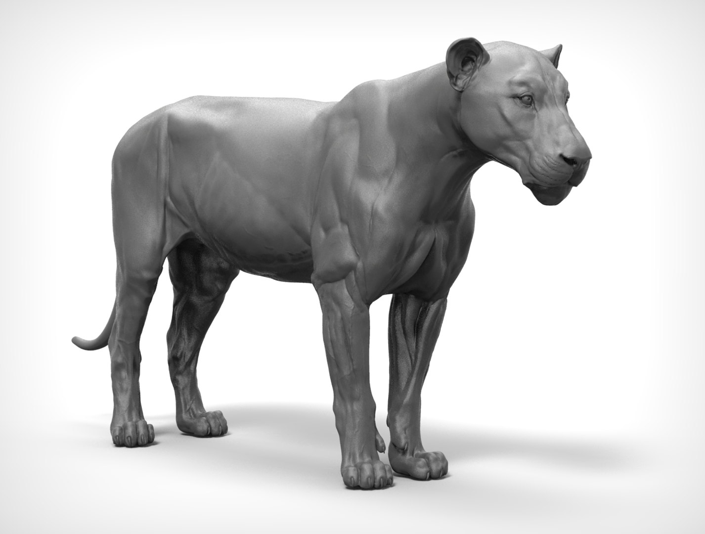 Lion Big Cat Model - TurboSquid 1214399