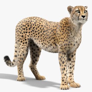 Cheetah Rigged Fur