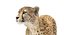 3D cheetah rigged
