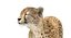 3D cheetah rigged