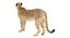 3D cheetah rigged