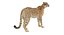 3D cheetah rigged