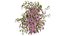 wisterial plant 03