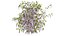 wisterial plant 03
