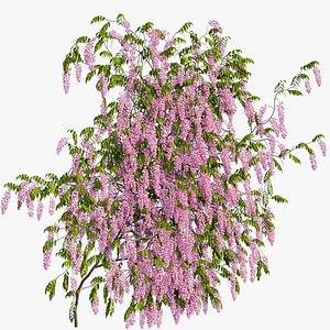 wisterial plant 03