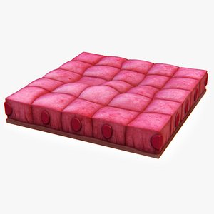 3D model Cuboidal Epithelium