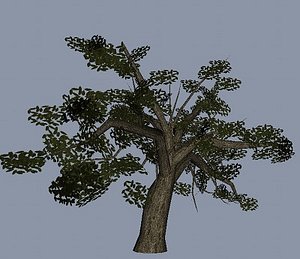 Oak Tree