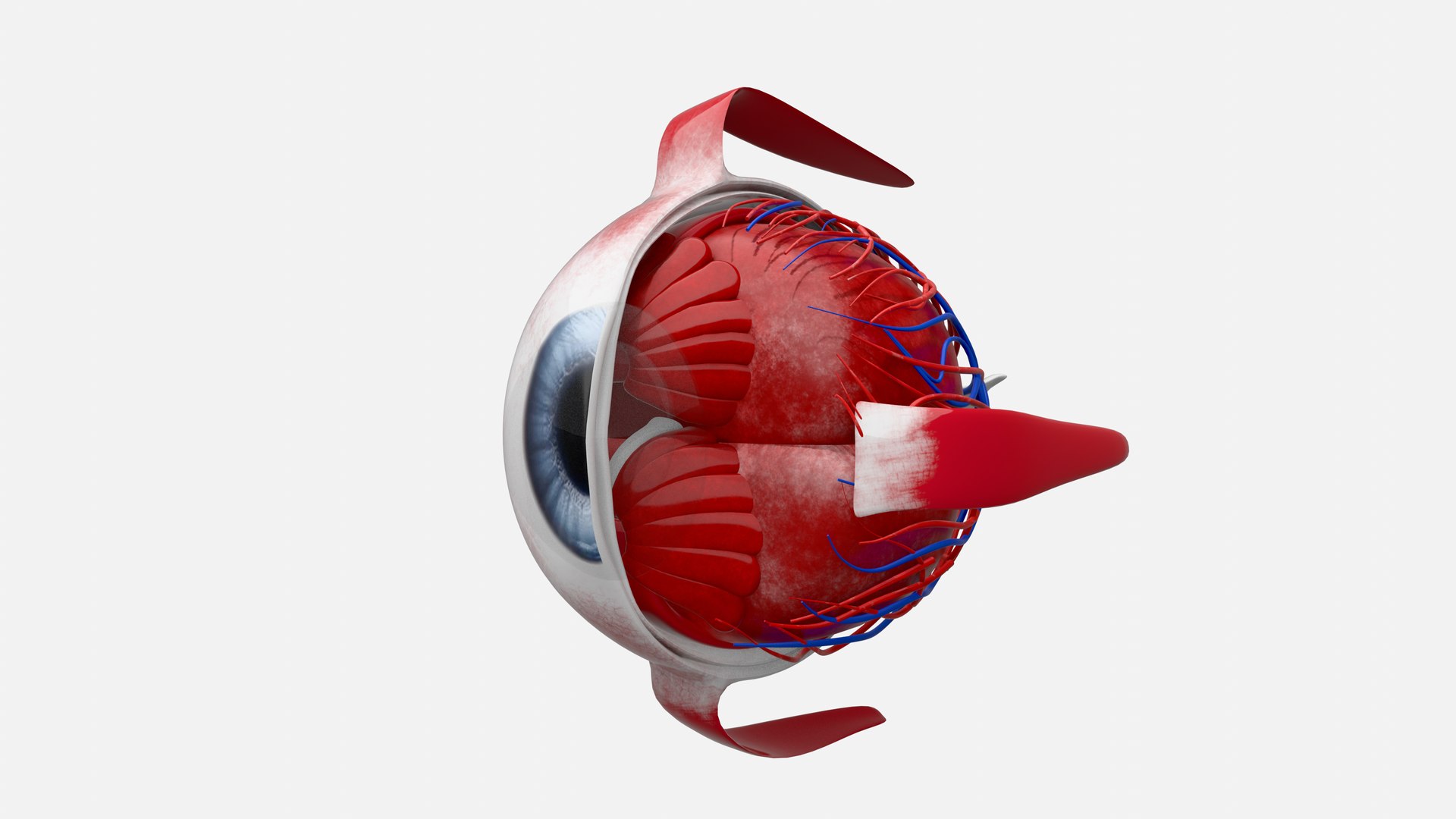 3D Eye anatomy model https://p.turbosquid.com/ts-thumb/op/L2dPvn/4F/0004/png/1757707002/1920x1080/fit_q87/46b244a3757154f357783d009255563179780c11/0004.jpg