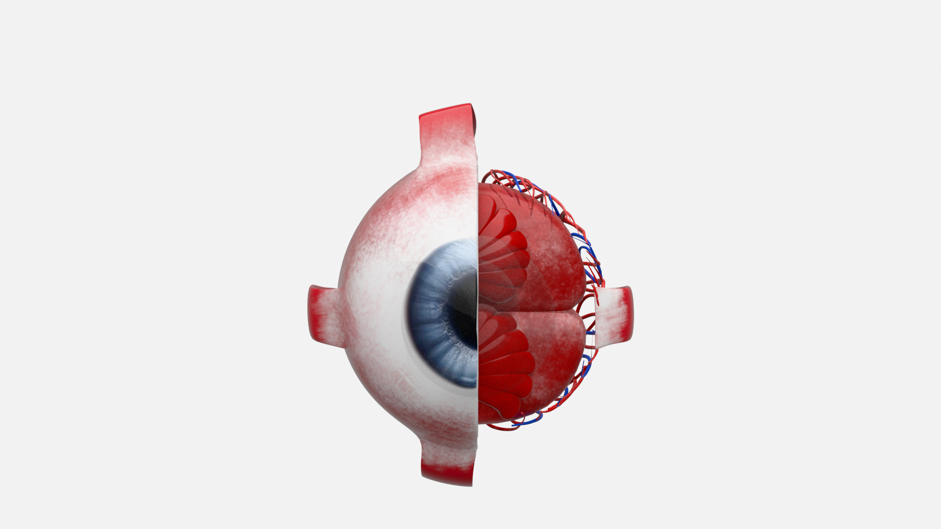 3D Eye anatomy model https://p.turbosquid.com/ts-thumb/op/L2dPvn/4K/0001/png/1757707048/1920x1080/turn_fit_q99/f5eeeb6f0b487901d83807b6299fd8abc751f5ec/0001-1.jpg
