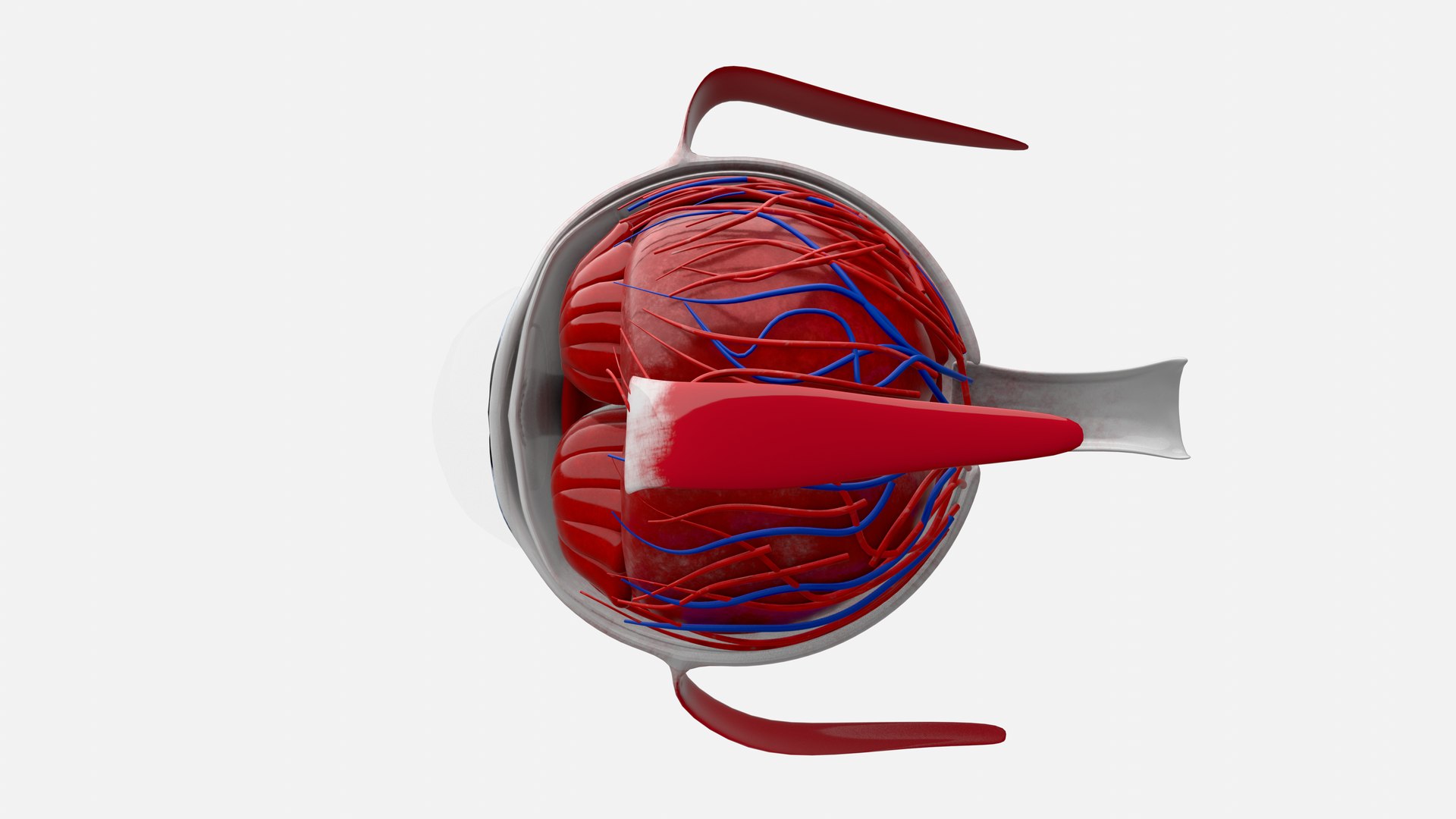 3D Eye anatomy model https://p.turbosquid.com/ts-thumb/op/L2dPvn/5l/0002/png/1757706998/1920x1080/fit_q87/7a9a2a62278fb29ad31fdd94ce3eecae1d65b54c/0002.jpg