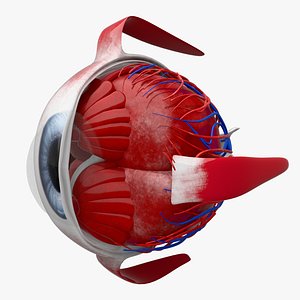Eye anatomy