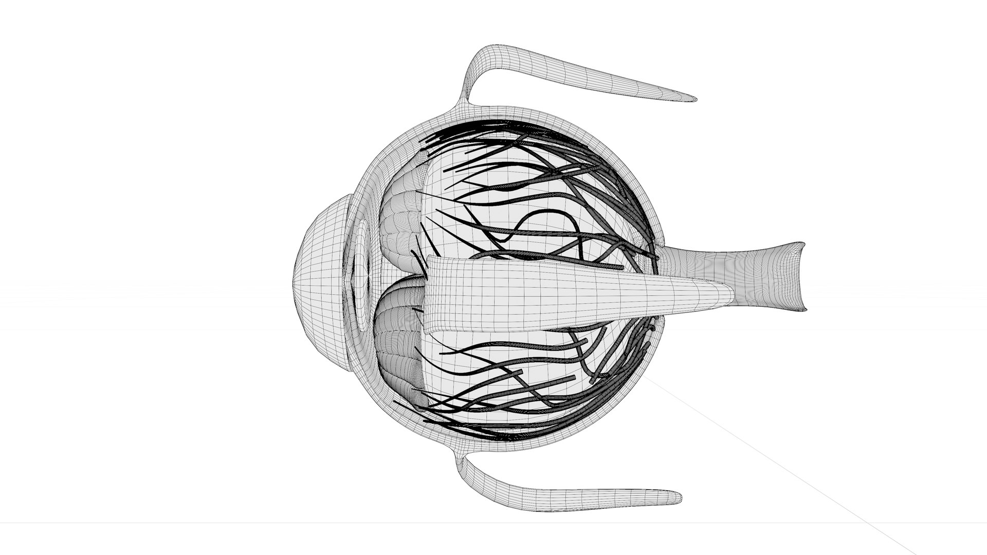 3D Eye anatomy model https://p.turbosquid.com/ts-thumb/op/L2dPvn/O7/w2/png/1757707008/1920x1080/fit_q87/14c639e69f191310ac65bd868e3f10958f544dc0/w2.jpg