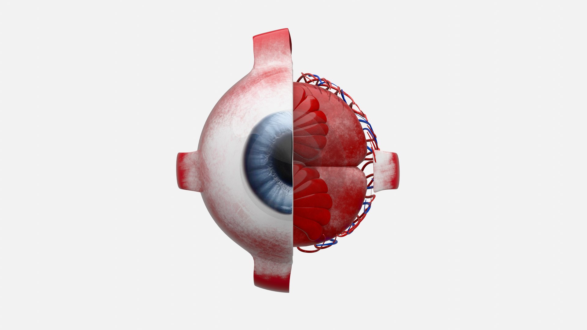 3D Eye anatomy model https://p.turbosquid.com/ts-thumb/op/L2dPvn/OE/0001/png/1757706999/1920x1080/fit_q87/1f3bb1cdc16767e2af5b2ee11cd49890270b663e/0001.jpg