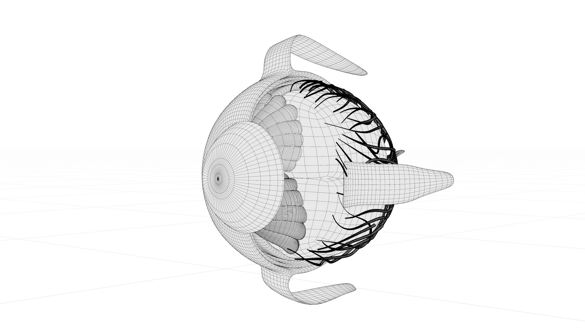 3D Eye anatomy model https://p.turbosquid.com/ts-thumb/op/L2dPvn/PF/w4/png/1757707010/1920x1080/fit_q87/5520b5c676c0c203a0a088d1d5aef113fa292b7d/w4.jpg