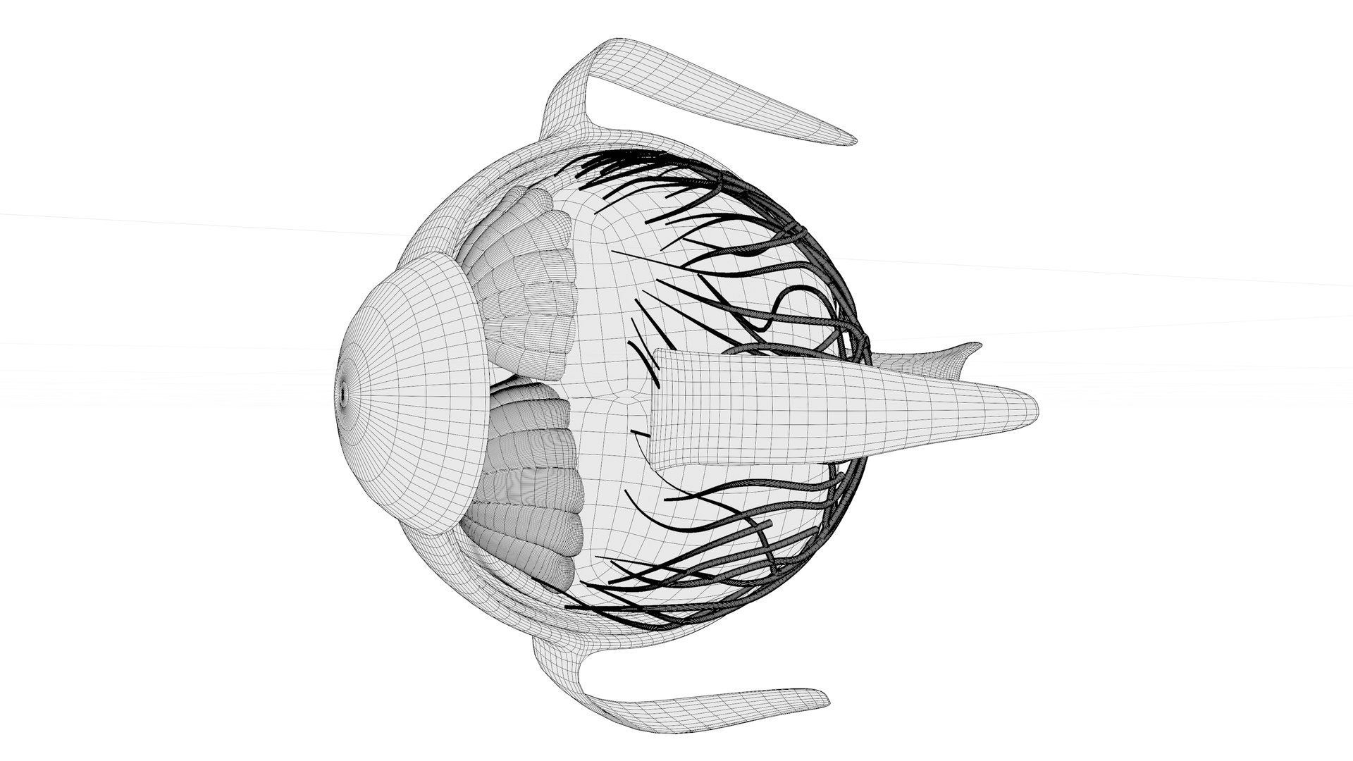 3D Eye anatomy model https://p.turbosquid.com/ts-thumb/op/L2dPvn/QS/w5/png/1757707011/1920x1080/fit_q87/c6ab60009c6af658fe915108998191f0e8449535/w5.jpg