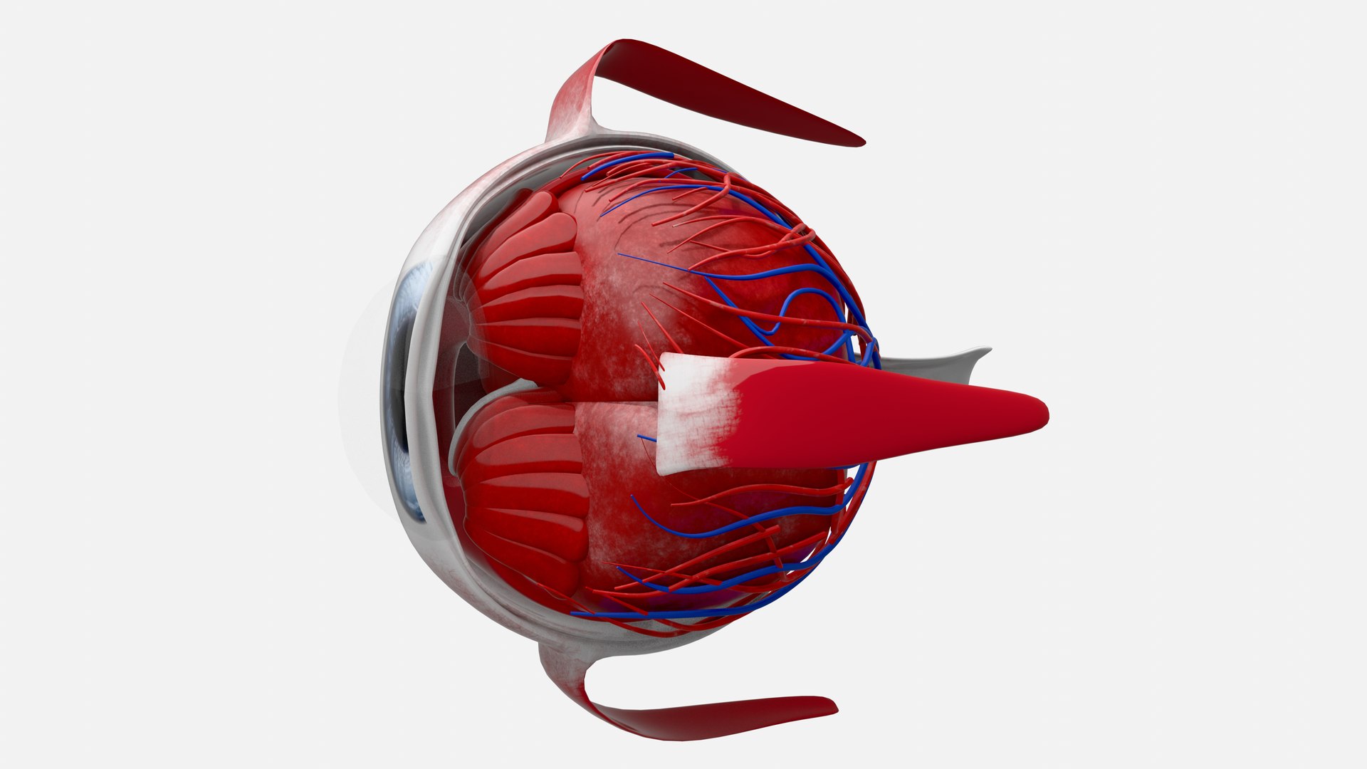3D Eye anatomy model https://p.turbosquid.com/ts-thumb/op/L2dPvn/cG/0005/png/1757707003/1920x1080/fit_q87/b5765258f31b1bde4086b16b7af7f547f60d2c5c/0005.jpg
