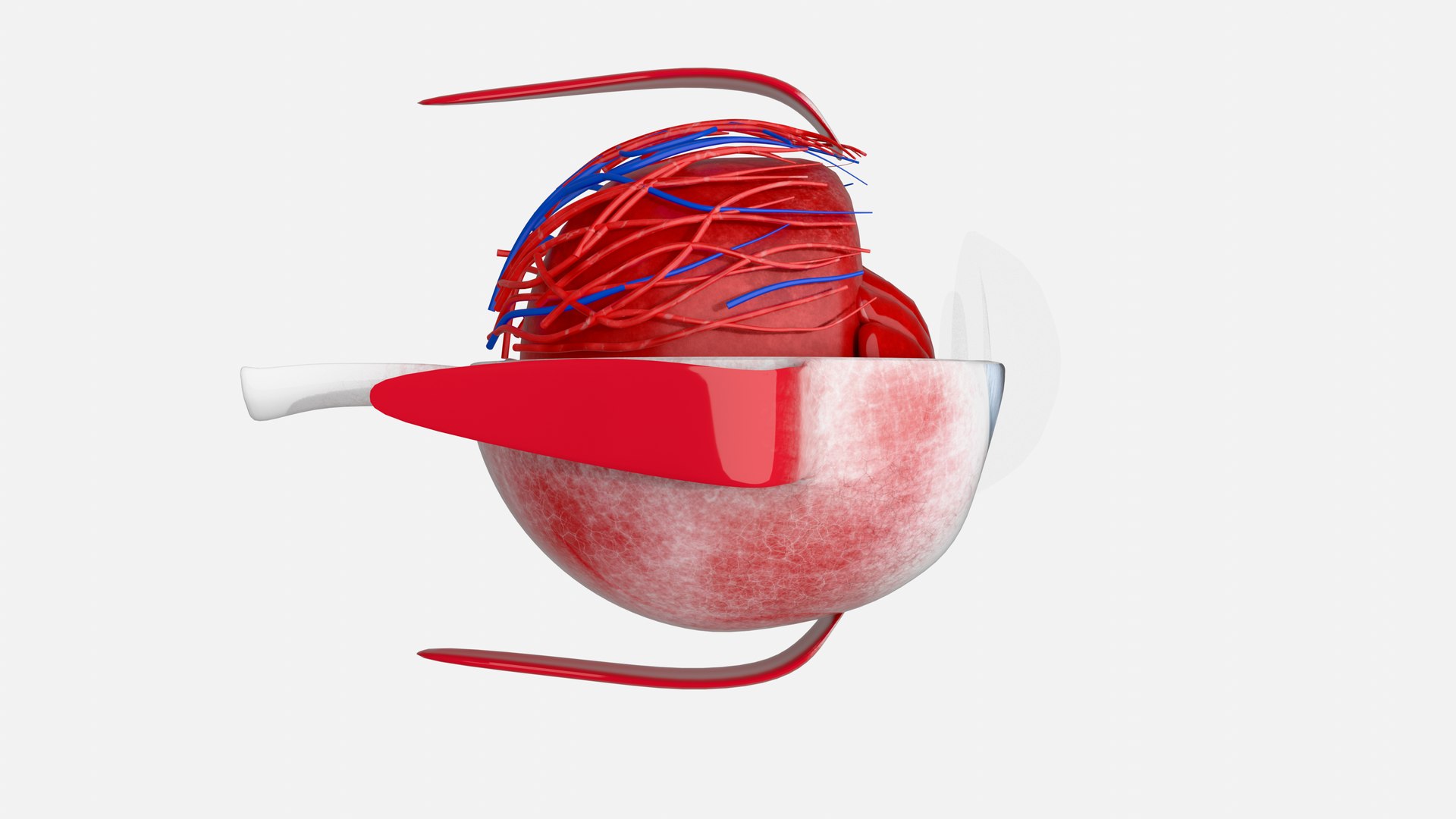 3D Eye anatomy model https://p.turbosquid.com/ts-thumb/op/L2dPvn/el/0006/png/1757707003/1920x1080/fit_q87/4f91f8bef950a8ffa9fa6054a6b44fab15ecc747/0006.jpg