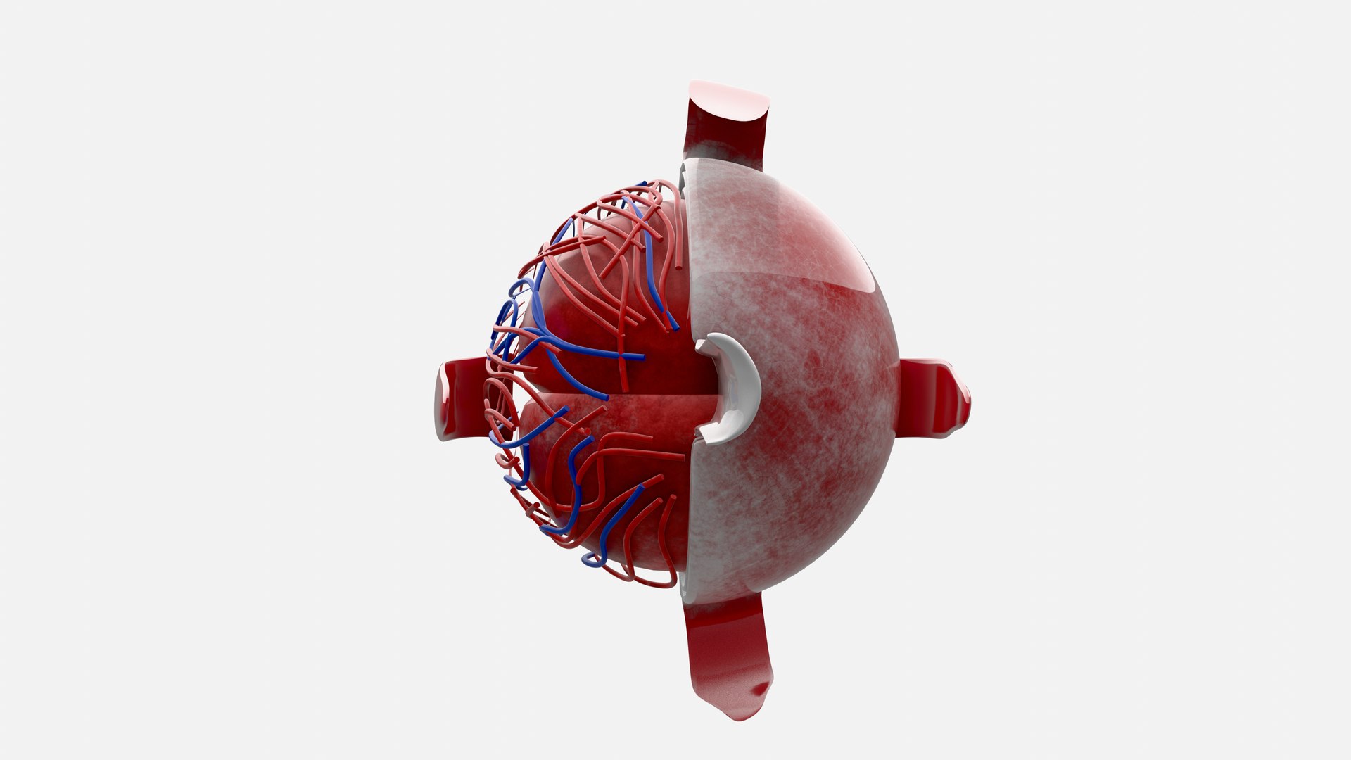 3D Eye anatomy model https://p.turbosquid.com/ts-thumb/op/L2dPvn/pp/0003/png/1757707000/1920x1080/fit_q87/f45e8d37f31229506cf5381e11b70bb69e8405b3/0003.jpg