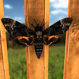 Moth