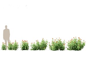 HighPolyLowPoly Crossandra infundibuliformis - Firecracker Flower 3D model