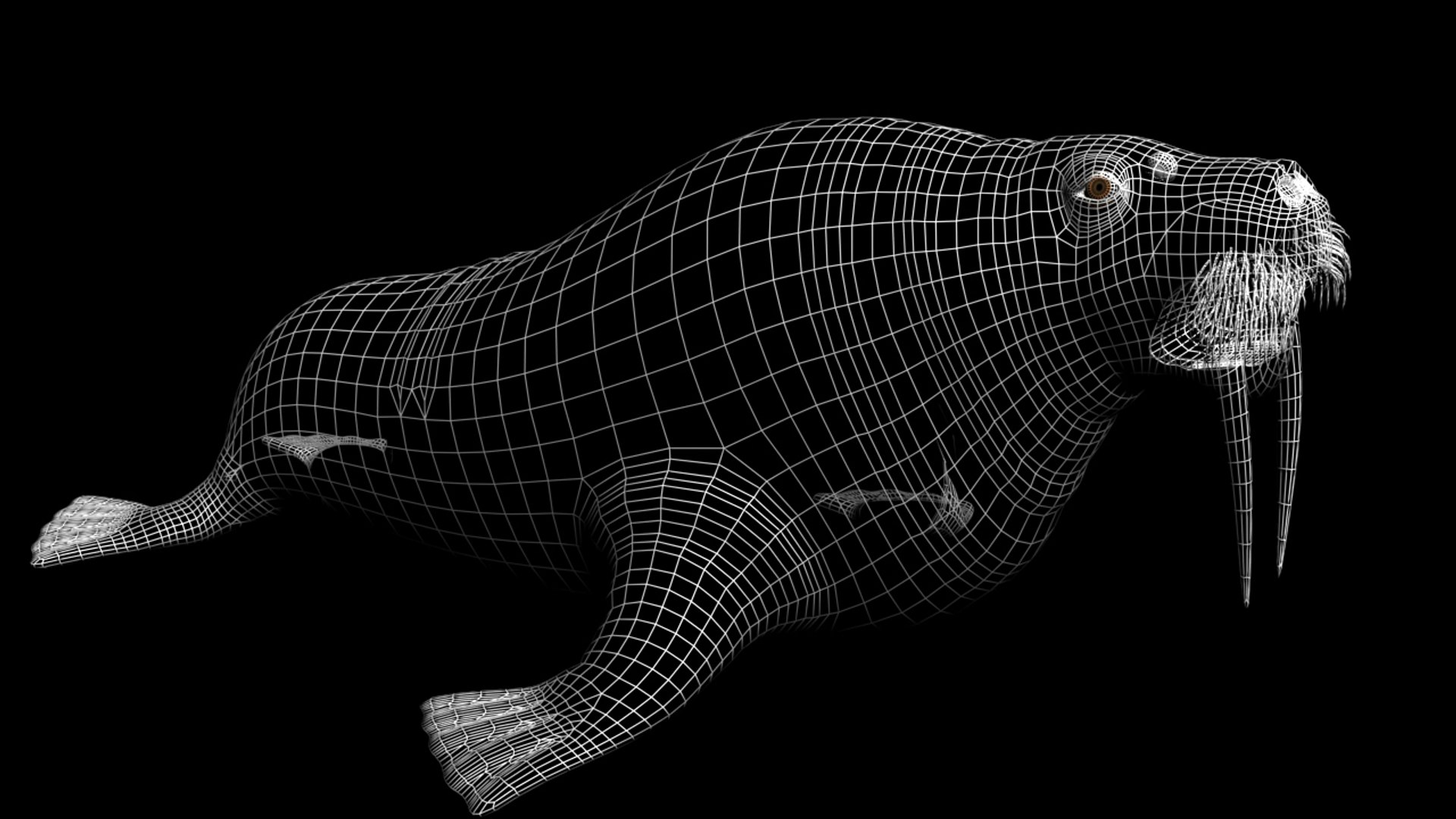 Walrus 3d Model