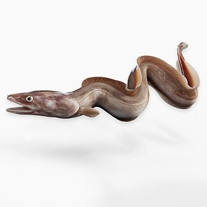 Conger eel Animated model