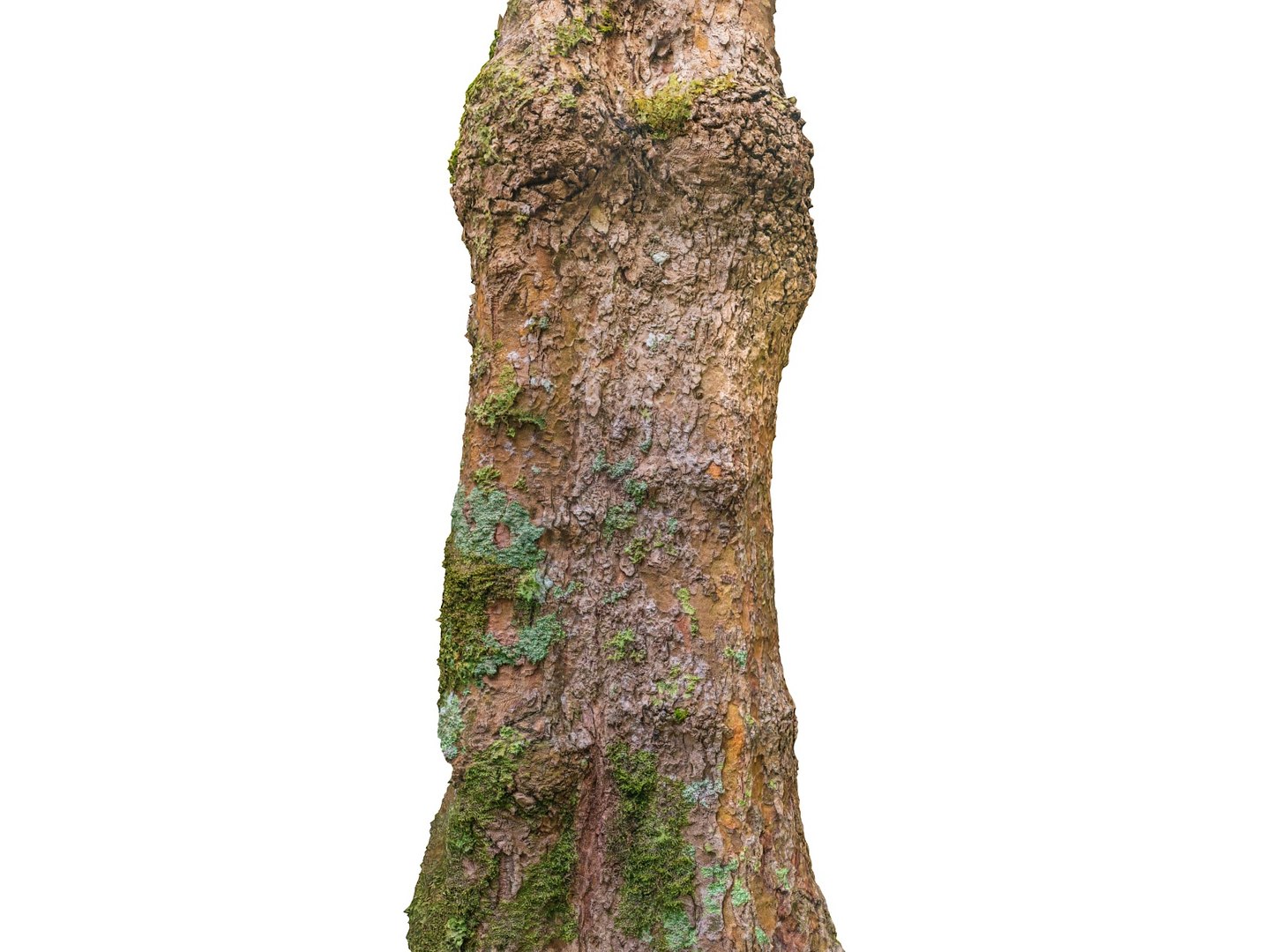 3D model jungle tree 8k https://p.turbosquid.com/ts-thumb/op/htD6qH/3rbA3wJs/000/jpg/1509735797/1920x1080/fit_q87/60ed593e2b86ec40678908efe018b857a5c94f1a/000.jpg