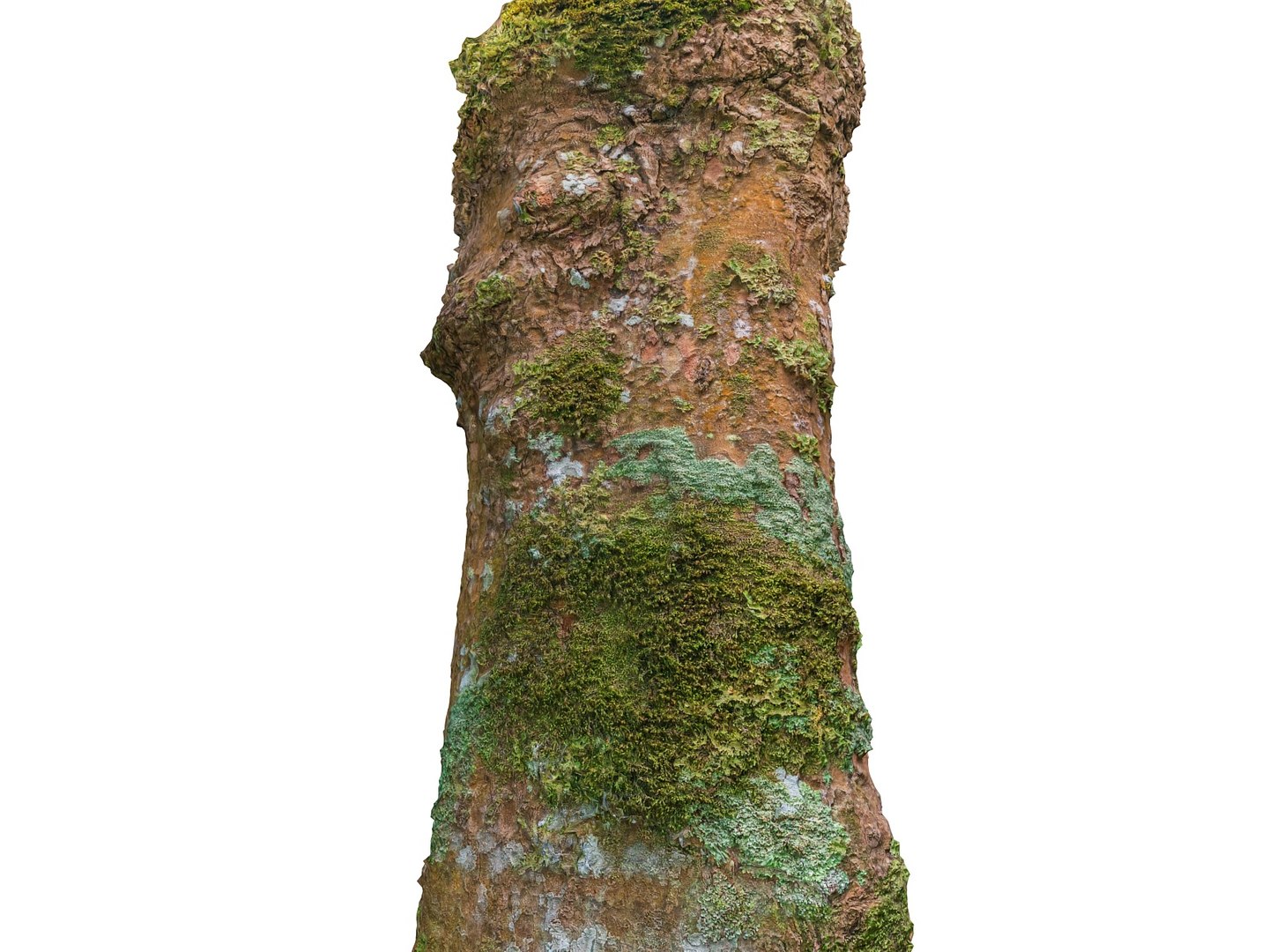 3D model jungle tree 8k https://p.turbosquid.com/ts-thumb/op/htD6qH/tcZAXx8A/000/jpg/1509735797/1920x1080/fit_q87/479b195b9757a1ab966f7529f9e5e9053bf5c44f/000.jpg