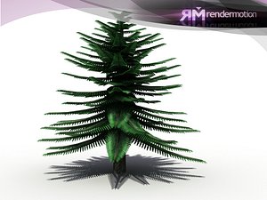 D2.C1.27 Spanish Abies-Abeto Español