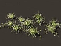 Chlorophytum comosum - Spider plant 01