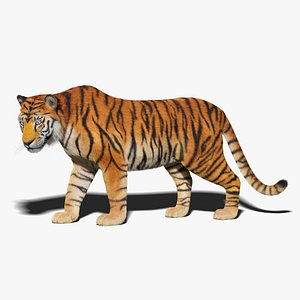 Tiger Fur Animated