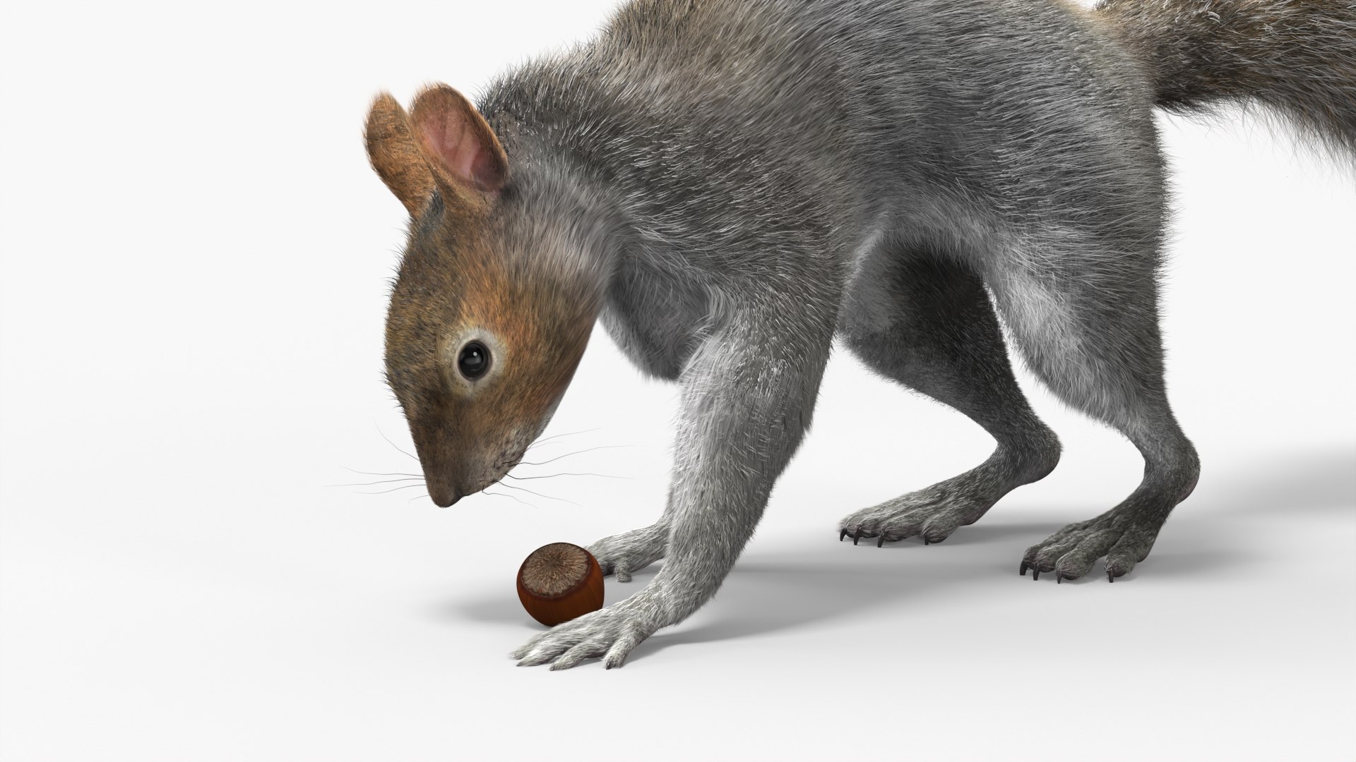 3D Gray Squirrel Hazelnut Fur Animated Rigged https://p.turbosquid.com/ts-thumb/oq/7Sz2Kf/FE/gray_squirrel_hazelnut_fur_animated_rigged_012/jpg/1737211177/1920x1080/fit_q87/5d915ce54e6c969a5dcfd0d33b5a4ba2aec29607/gray_squirrel_hazelnut_fur_animated_rigged_012.jpg