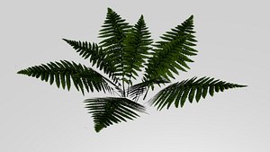 fern 3ds
