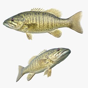 3D Smallmouth Bass Fish model