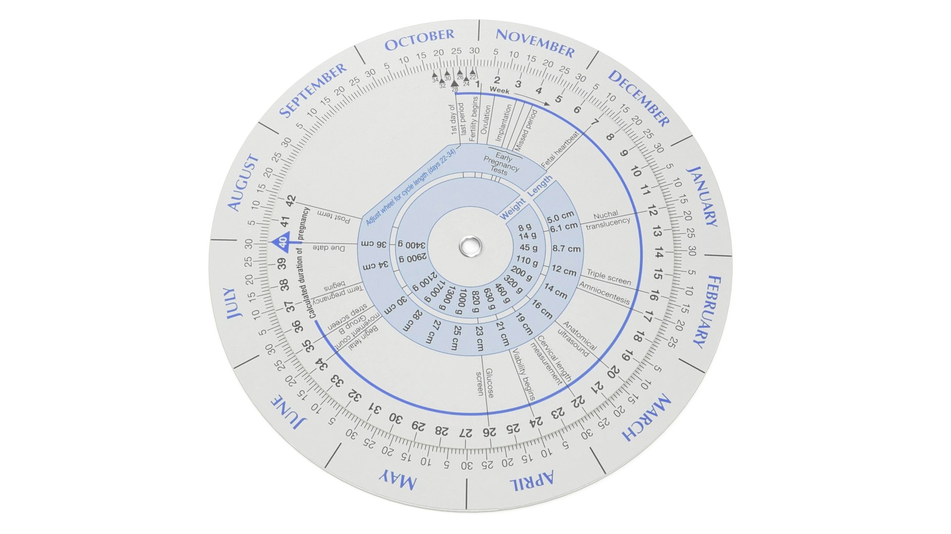 Pregnancy Wheel 3D - TurboSquid 1795527