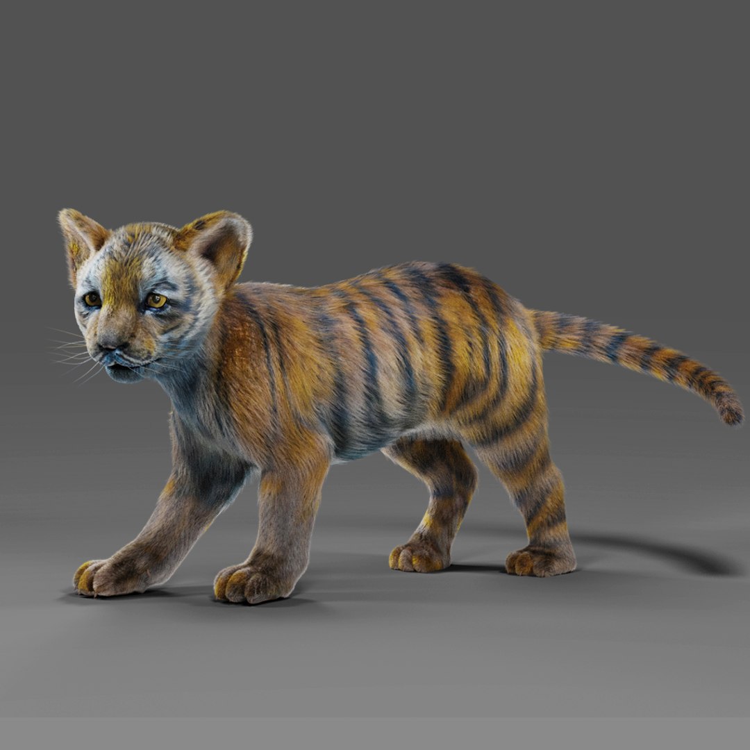Fur White Tiger Cub Rigged In Blender 3D Model TurboSquid 2029849