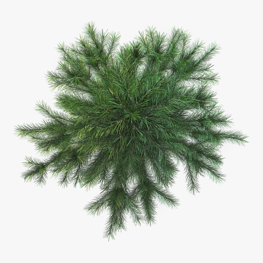 3D Model Conifer Tree 150cm V - TurboSquid 1654342