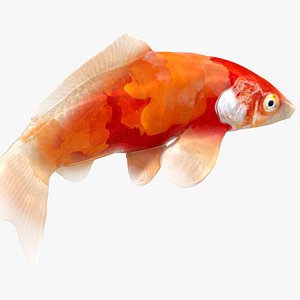 Japanese Carp Fish Rigged L1742 3D model