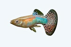 guppy fish 3D model