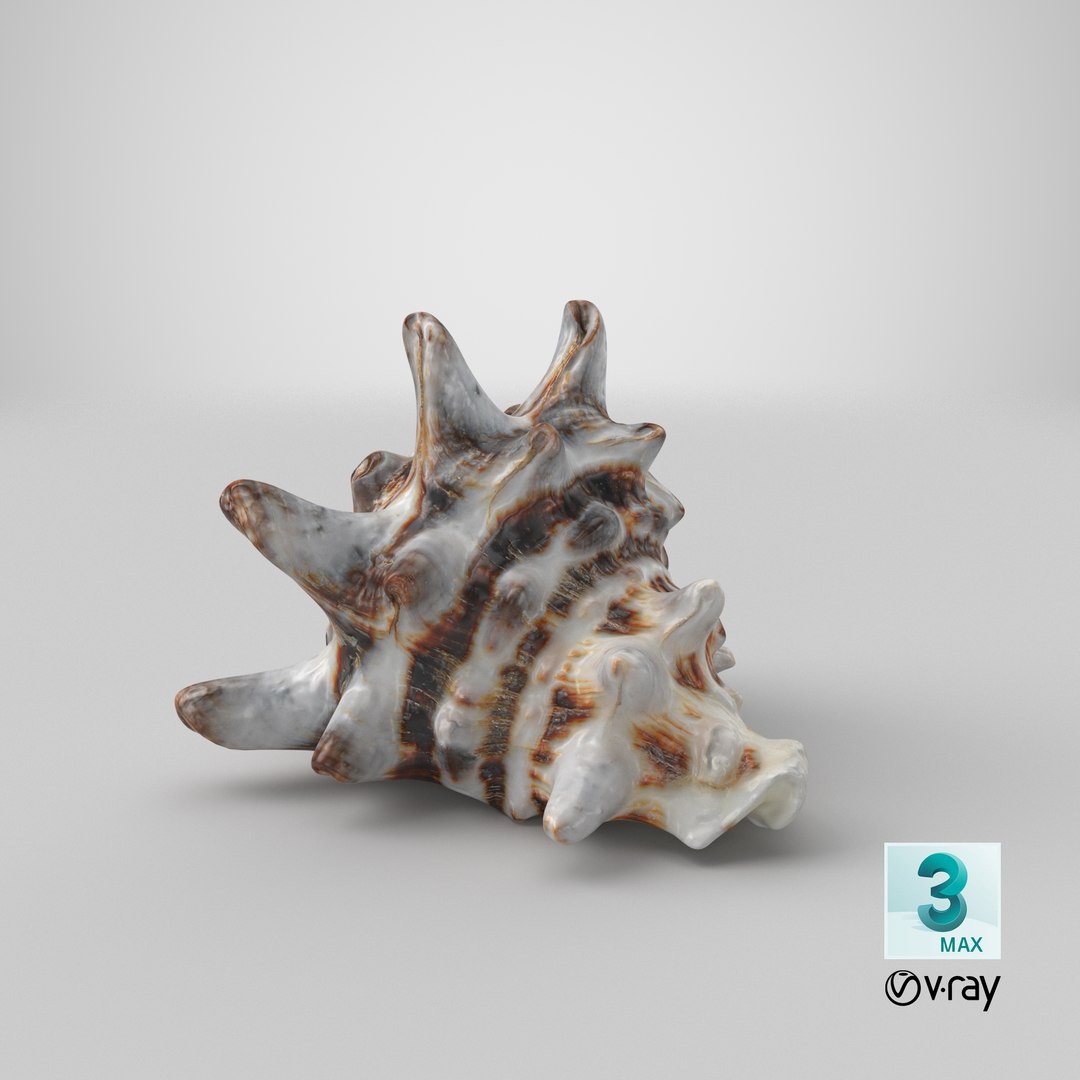 3D model Vasum Turbinellus https://p.turbosquid.com/ts-thumb/oq/jAdaJW/0Y/stemcell_max_vray_render/png/1691062172/1920x1080/fit_q87/169b63dd7399269b372bda3eada49f2bb93b712c/stemcell_max_vray_render.jpg