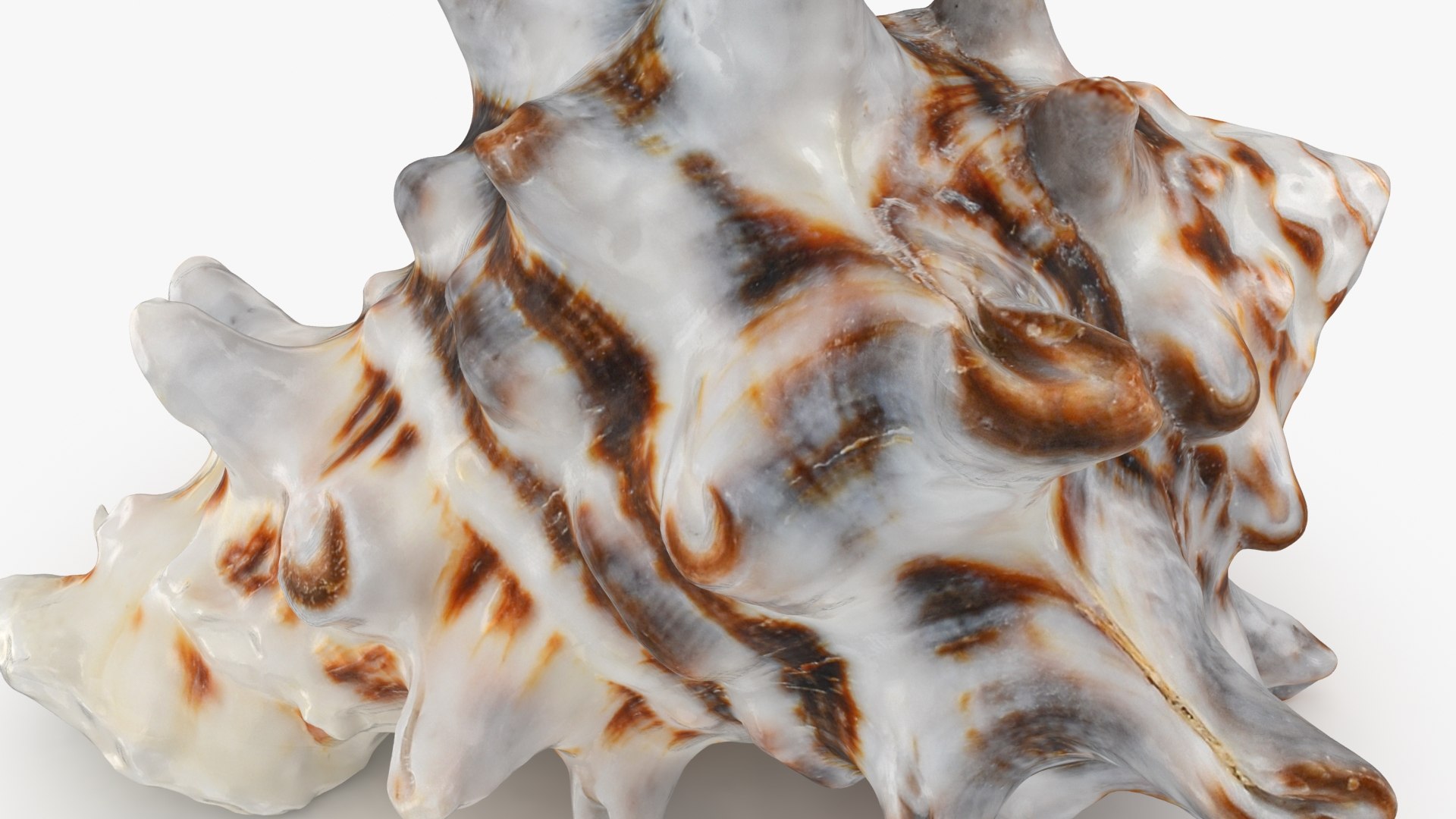 3D model Vasum Turbinellus https://p.turbosquid.com/ts-thumb/oq/jAdaJW/88/vasumturbinellus_b0012/jpg/1687945035/1920x1080/fit_q87/c40b78ce332cb4b928d69d8fd2a52b282b2b50a8/vasumturbinellus_b0012.jpg