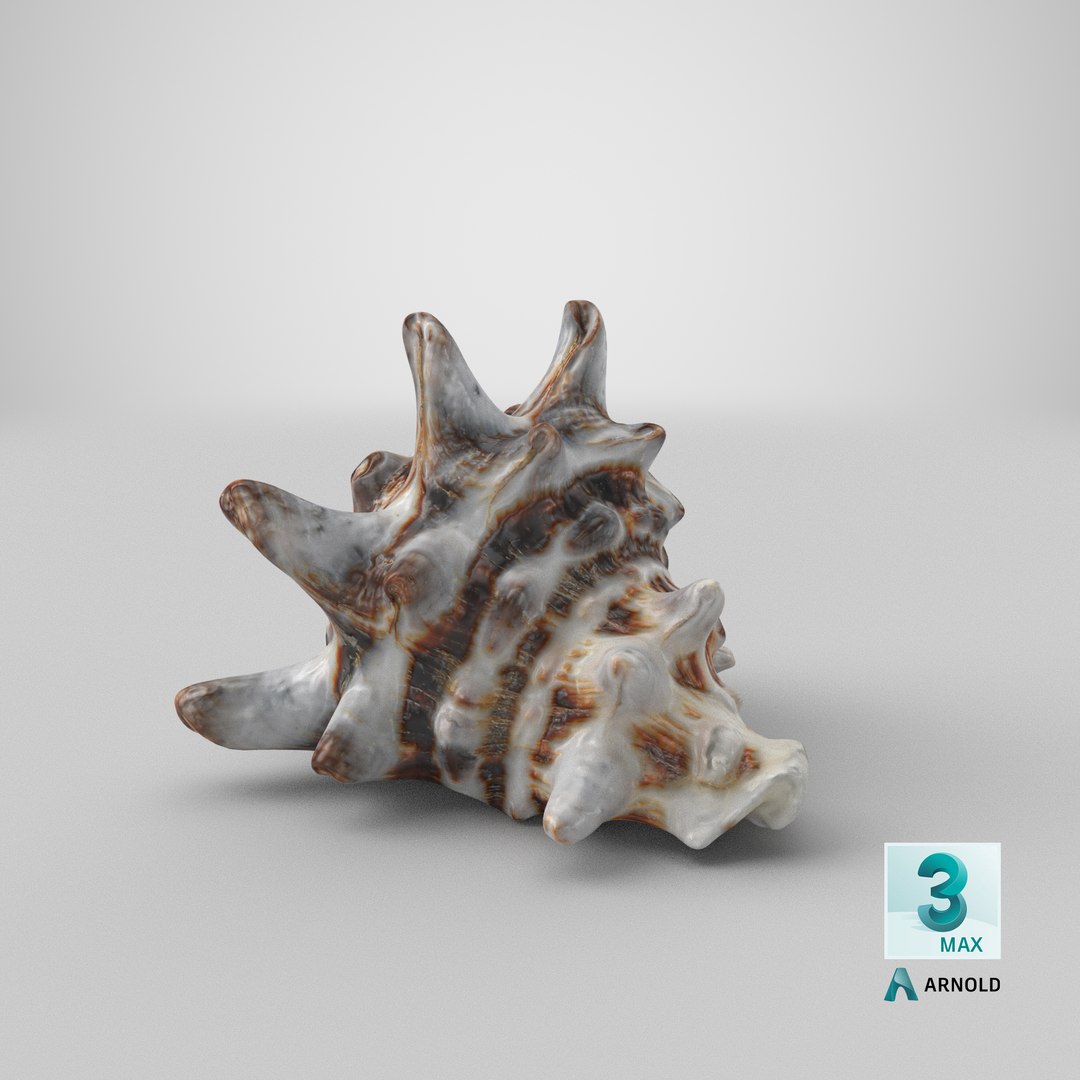 3D model Vasum Turbinellus https://p.turbosquid.com/ts-thumb/oq/jAdaJW/D2/stemcell_max_arnold_render/png/1691062174/1920x1080/fit_q87/c1f6d36dd1eea481f74b87d859c65fc0942e7a44/stemcell_max_arnold_render.jpg