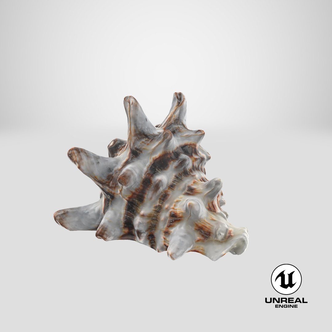 3D model Vasum Turbinellus https://p.turbosquid.com/ts-thumb/oq/jAdaJW/OW/stemcell_unreal_render/png/1691062176/1920x1080/fit_q87/d54089b8c5f4e1d3dfdc09a6004bd87a19388ed3/stemcell_unreal_render.jpg