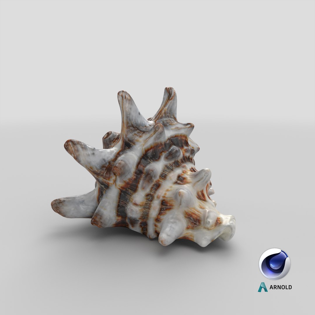 3D model Vasum Turbinellus https://p.turbosquid.com/ts-thumb/oq/jAdaJW/c5/stemcell_cinema_4d_arnold_render/png/1691062180/1920x1080/fit_q87/a5cff84494f82dc513de0d0d845649ef3cae98f2/stemcell_cinema_4d_arnold_render.jpg
