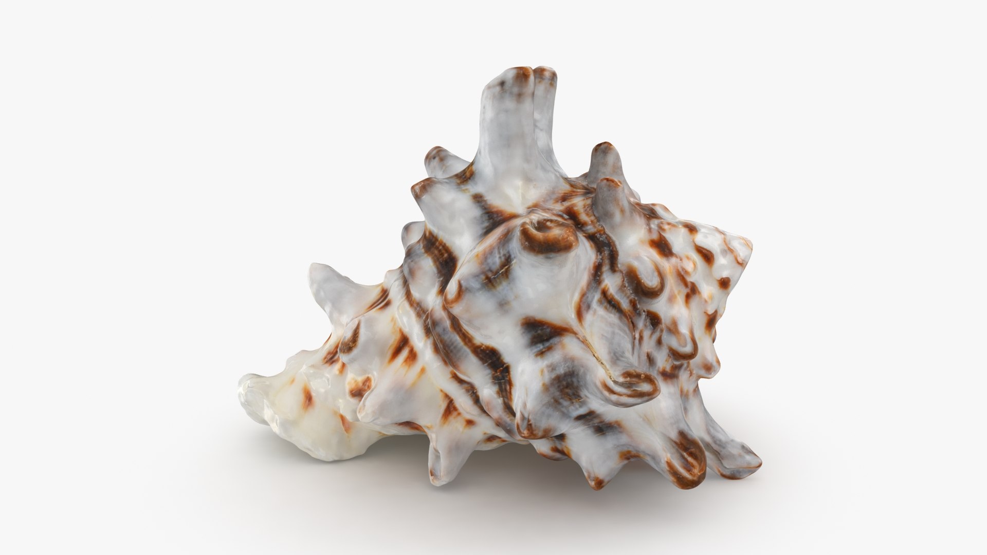 3D model Vasum Turbinellus https://p.turbosquid.com/ts-thumb/oq/jAdaJW/ni/vasumturbinellus_b0008/jpg/1687945034/1920x1080/fit_q87/813cc7f6a25733e76bb1496708fe21581520e180/vasumturbinellus_b0008.jpg