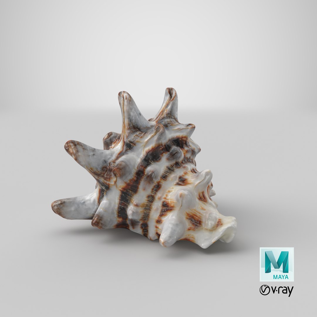 3D model Vasum Turbinellus https://p.turbosquid.com/ts-thumb/oq/jAdaJW/tQ/stemcell_maya_vray_render/png/1691062168/1920x1080/fit_q87/de351f8c2c2eee2bef40cc18000180f3eff7f938/stemcell_maya_vray_render.jpg
