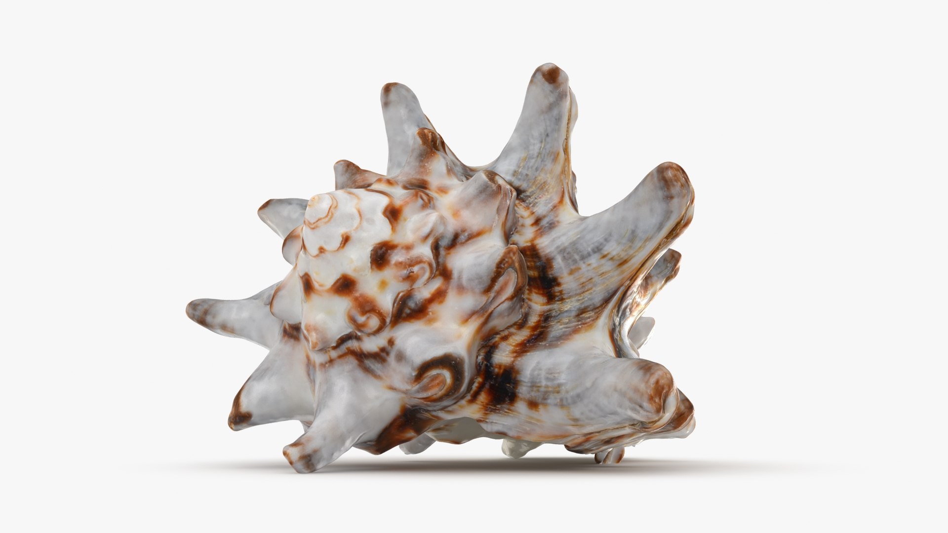 3D model Vasum Turbinellus https://p.turbosquid.com/ts-thumb/oq/jAdaJW/uH/vasumturbinellus_b0002/jpg/1687945032/1920x1080/fit_q87/72deed88d3da60d36fe8dd52935ebe576d655d38/vasumturbinellus_b0002.jpg