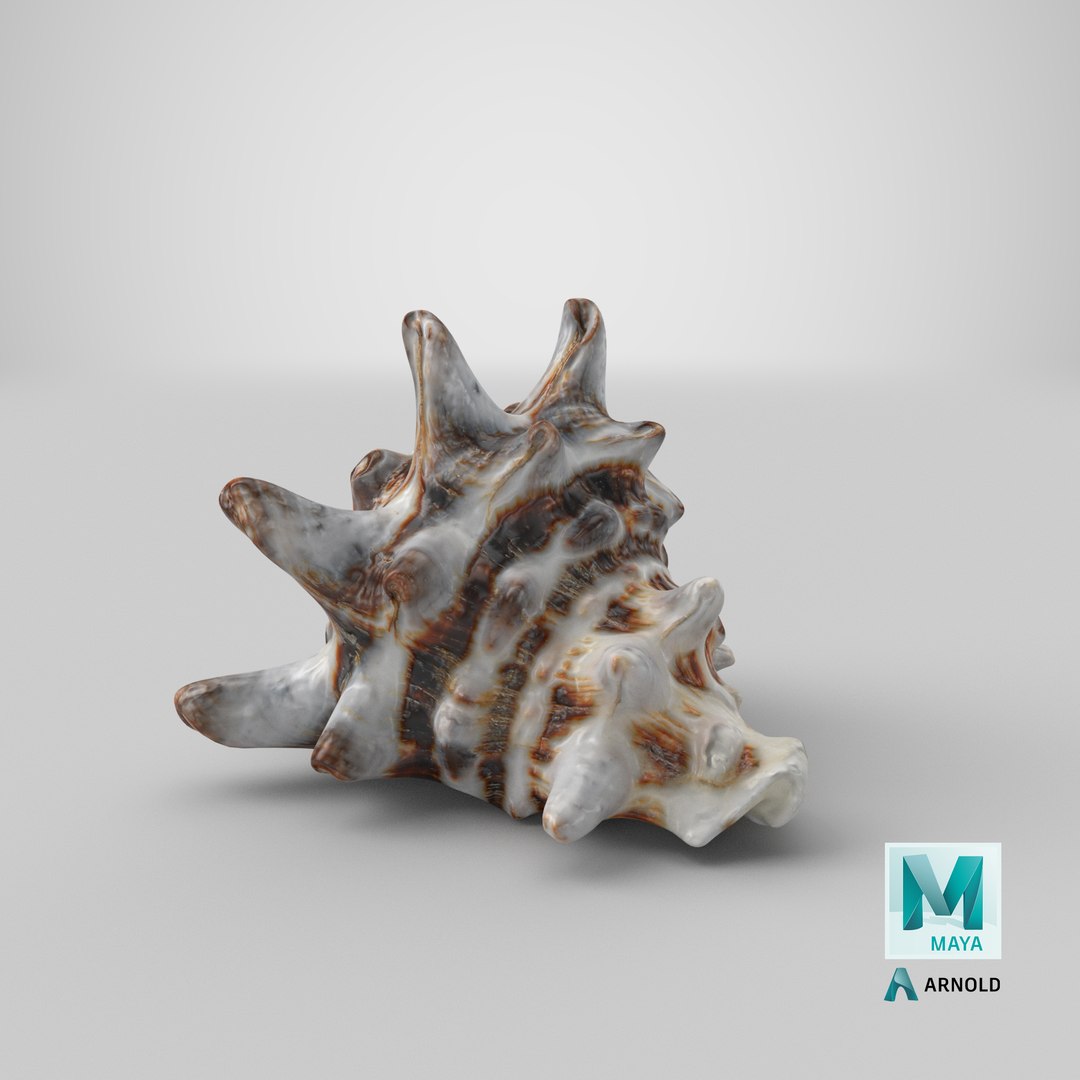 3D model Vasum Turbinellus https://p.turbosquid.com/ts-thumb/oq/jAdaJW/yH/stemcell_maya_arnold_render/png/1691062170/1920x1080/fit_q87/7b3982ed1f3783a6cc13aed44ba6ac8679753281/stemcell_maya_arnold_render.jpg